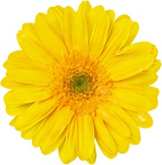 Naklejka premium Yellow Gerbera Daisy