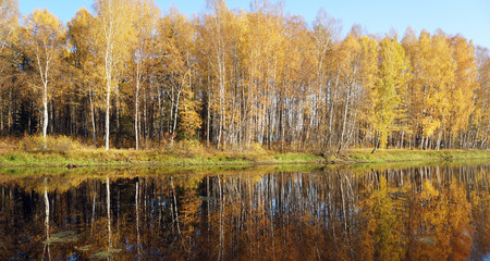 Trees with yellow foliage on the lake. Golden fall.