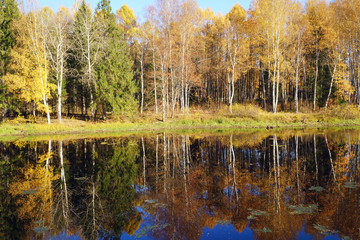 Fototapeta premium Autumn nature. Trees with yellow leaves.