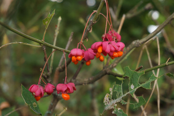 Poisonous berries of European spindle, Euonymus europaeus