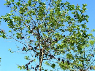birds on tree