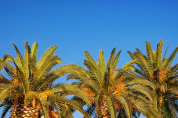 Fototapeta na wymiar Leaves and fruits of Canary Island Date Palms (Phoenix canariensis) against a blue sky. Free space for text. Vacation concept