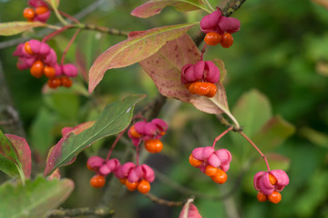 Poisonous berries of European spindle, Euonymus europaeus