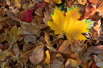 Yellow autumn maple leaf isolated on a color background.