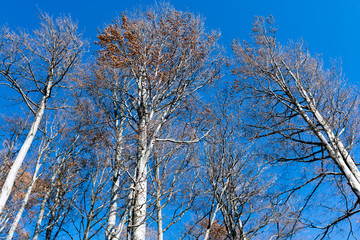 branches of a tree in fall