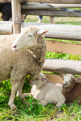 Sheep with lambs in the shelter