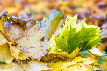 Fallen autumn leaves