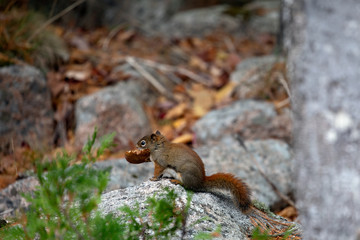 Acadia National Park, ME, USA. 