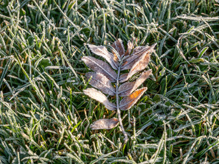 Image of first morning frost on leaves on green meadow