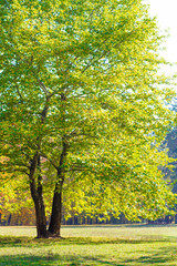Fototapeta premium Trees in the autumn park.