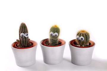 Śmieszne małe kaktusy z oczami