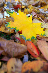 Yellow autumn maple leaf isolated on a color background.