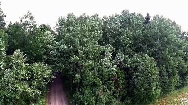 The gravel road leads to the dark leafy forest. Aerial Footage.
