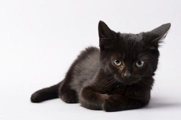 Black little kitten on a white background