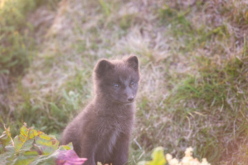 Search Photos Arctic Fox