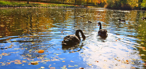 Two black swans float in park lake. Autumn background.