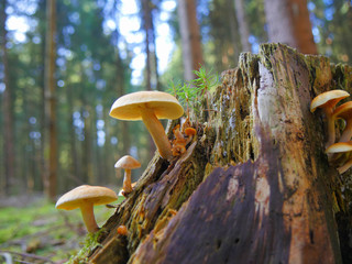 Pilze am Baum