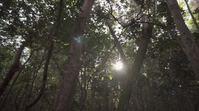 Gumbo limbo forest in South Florida Everglades. Shot with gimbal stabilizer.