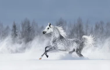 Cercles muraux Chevaux Cheval arabe gris galopant pendant la tempête de neige.
