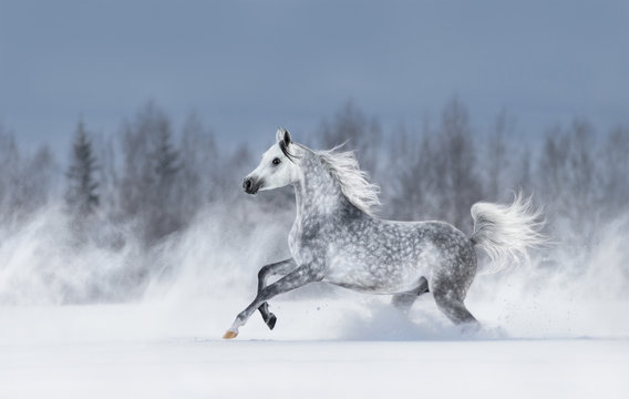 Grey arabian horse galloping during snowstorm.
