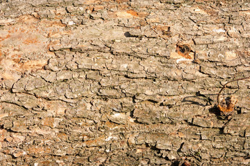 natural oak bark texture. Gray trunk background