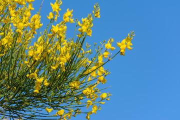 Ginsterblüten vor blauen Himmel