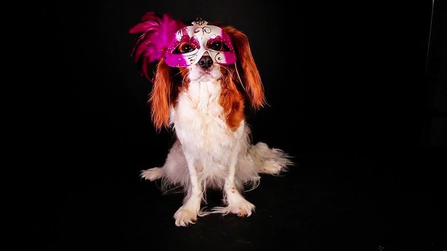 Party dog pet mask sylvester new year celebration