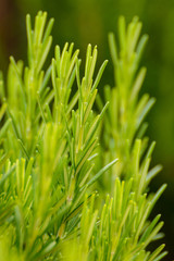 Rosmarin Nadeln am Strauch