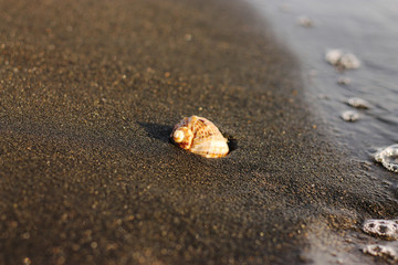 Fototapeta na wymiar seashell in black volcanic sand on the beach on sunset time