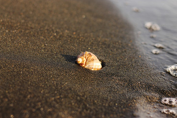 seashell in black volcanic sand on the beach on sunset time