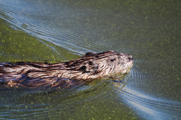 A young muskrat swimming against a wave