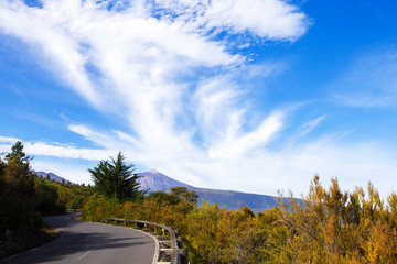 Green pine forest covered with clouds and the volcano Teide on the background with beautiful blue cloudy sky Tenerife, Spain