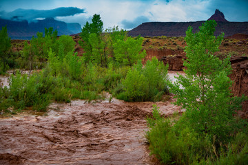 Flash Flood Waters flows through the Canyonlands Needle District Utah USA