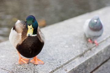 beautiful duck with a pigeon on gray background