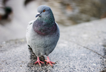 Pigeon sitting on gray background