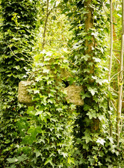 Detail of a celtic cross, surrounded by green herbs and ivy in old abandoned cemetery in London, England