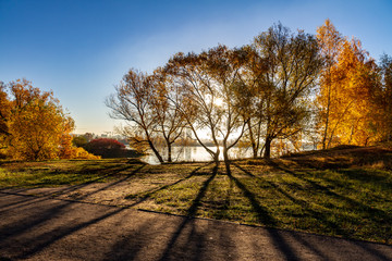 trees on the river's bank