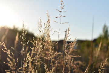 dry grass in the sun
