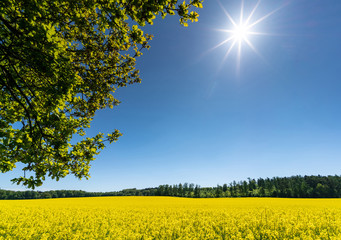 Weites, gelb blühendes Rapsfeld mit Sonne auf blauem Himmel