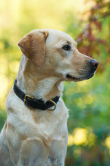 Sitting labrador retriever dog looks to the side