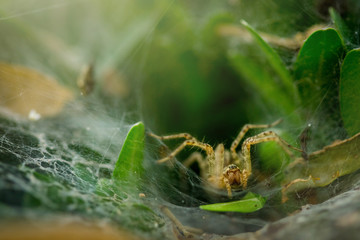 A spider hidden in an oval web surrounded by leaves. Spider waiting in web to catch prey