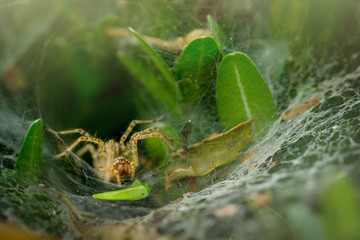 A spider hidden in an oval web surrounded by leaves. Spider waiting in web to catch prey