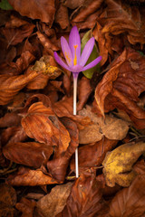 purple flower laying over fallen leaves in autumn