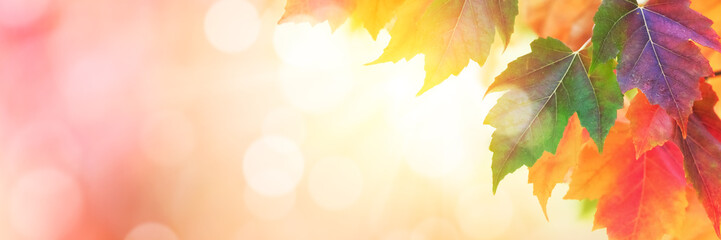 Autumn background with multi colored leaves