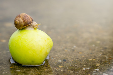 Snail crawling on green apple in shallow water on concrete