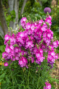 Blooming cultivar dwarf checkerbloom (Sidalcea malviflora 'Party Girl') in the summer garden