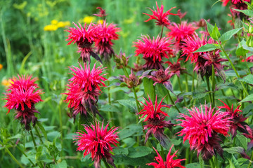 Monarda didyma (Scarlet beebalm)