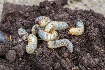 Close up of white grubs burrowing into the soil. The larva of a chafer beetle, sometimes known as...