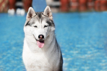 A mature Siberian husky female dog is sitting near a big pool. The background is blue and red. A bitch has grey and white fur and blue eyes. She looks down.