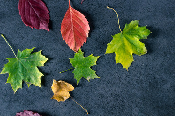 Autumn color leaves on dark texture rock surface. Close up.